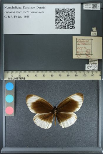 Media type: image;   Entomology 191902